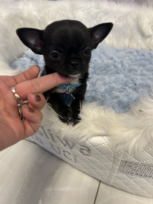 Chihuahua malutki chłopiec po championach Polski .CUDO