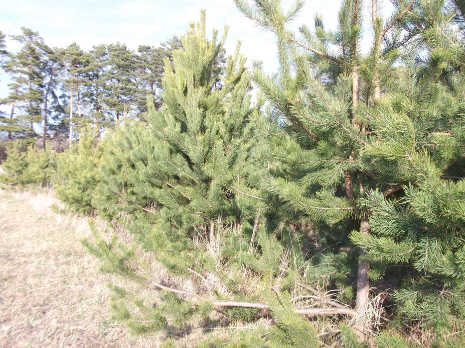 Земельна ділянка с.Сальник 25 соток