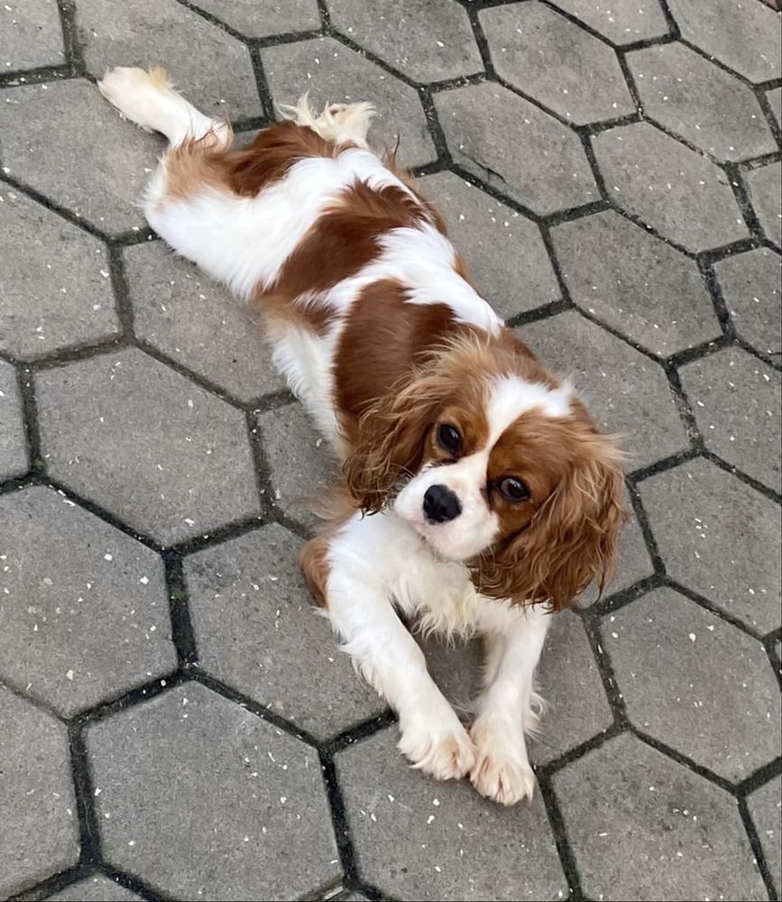 Cavalier King Charles spainel