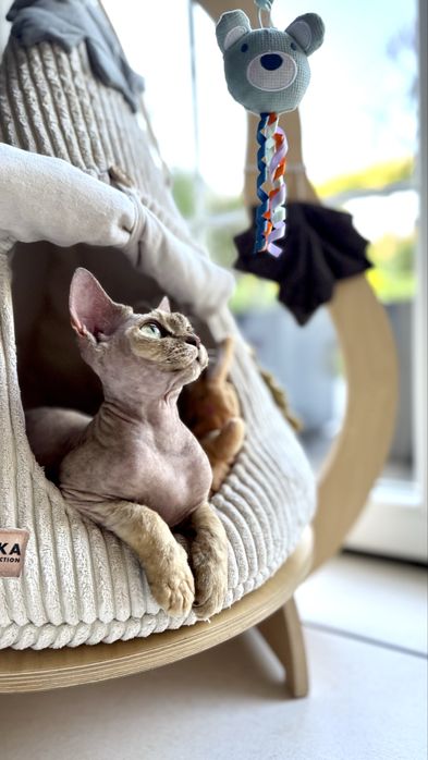 Cudowny kocurek Devon Rex Warszawa