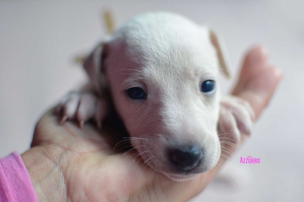 Charcik włoski suczka