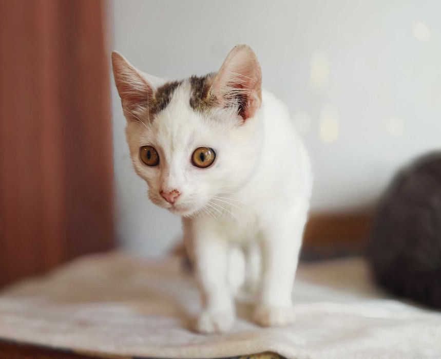 Красуня Совушка дуже хоче знайти свого господаря, кіт кошеня кот кішка