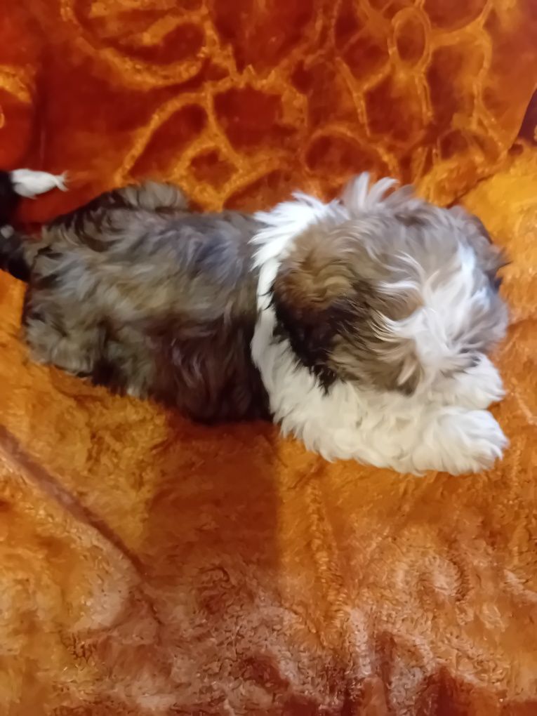 Shih-tzu szczeniak bicolor
