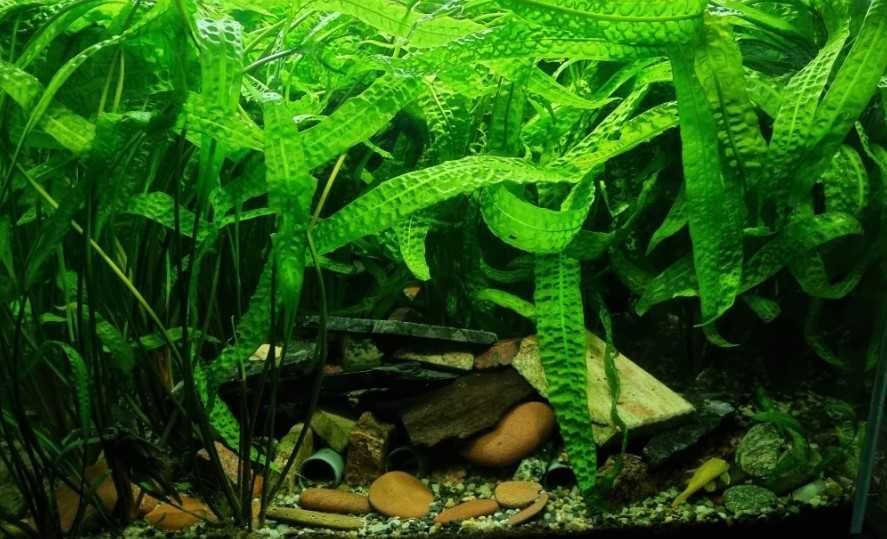 Cryptocoryna Karbowana ( aponogetifolia)