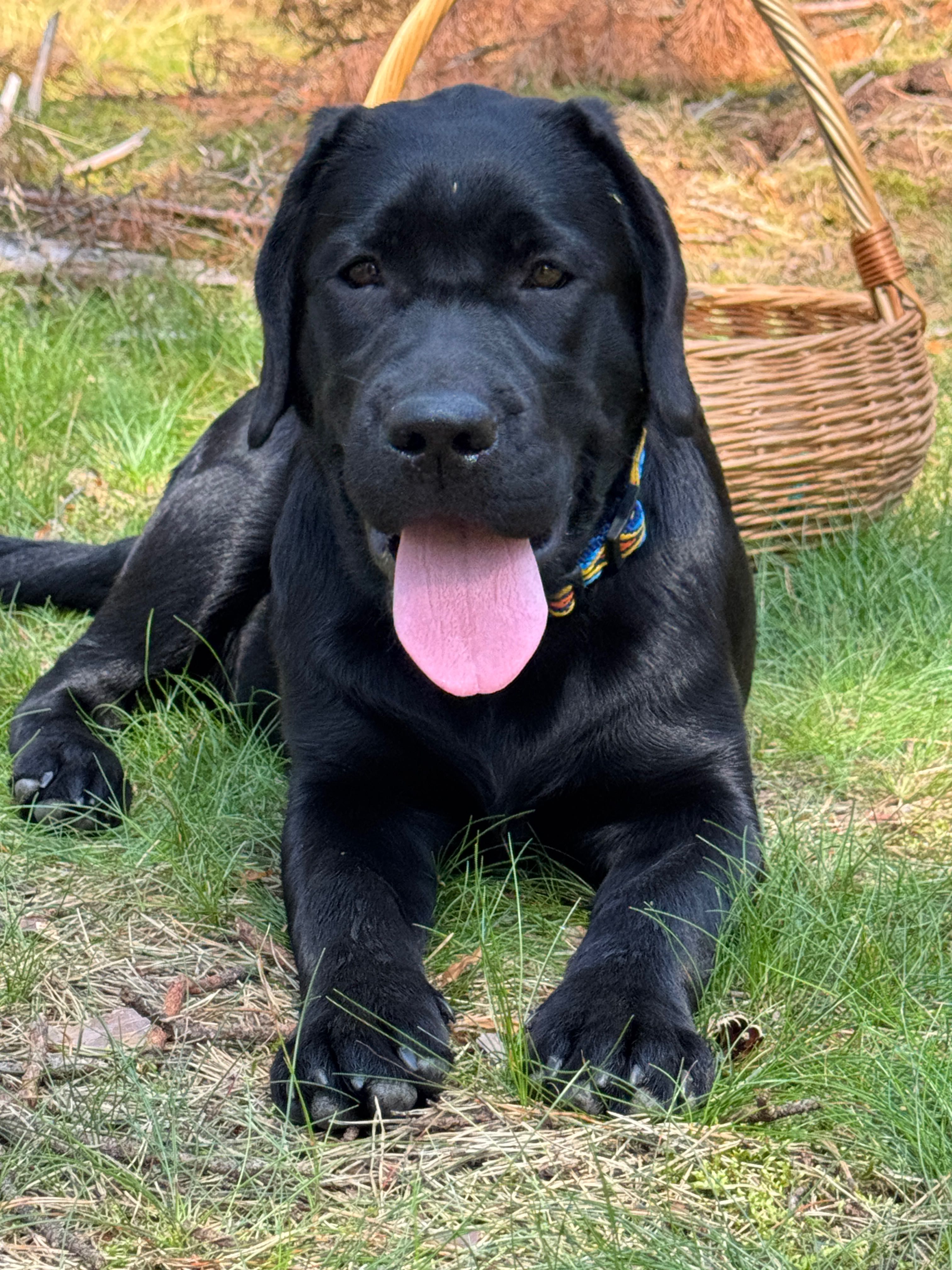 ZKwP (FCI) Labrador retriever- czarna suczka rodowodowa po championach