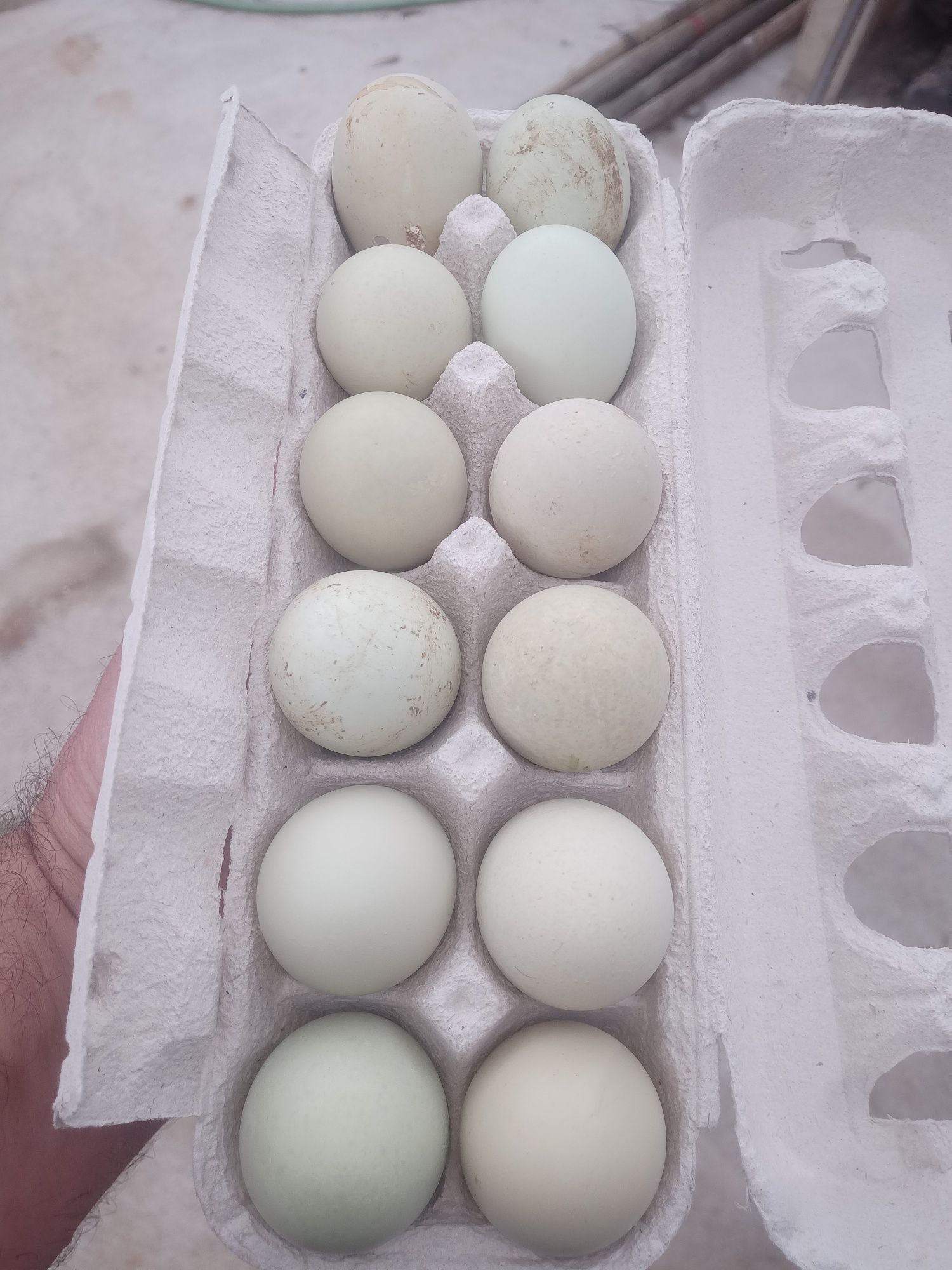 Ovos verdes de galinha galados para incubação chocar