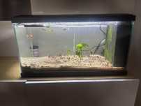 Aquário LED com filtro e iluminação - Ciano com peixes