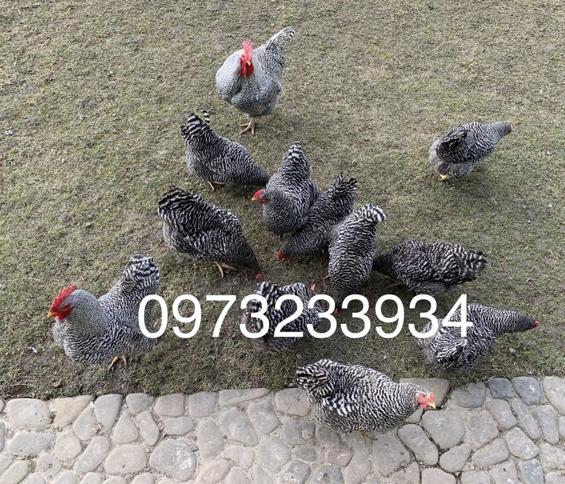 Інкубаційне яйце Амроксів