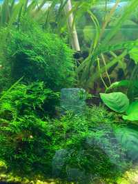 Planta aquário musgo Java