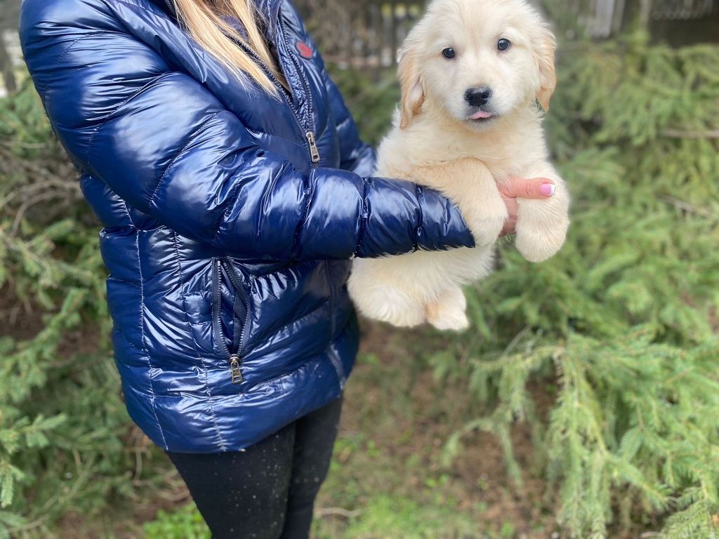 Golden Retriever szczeniak