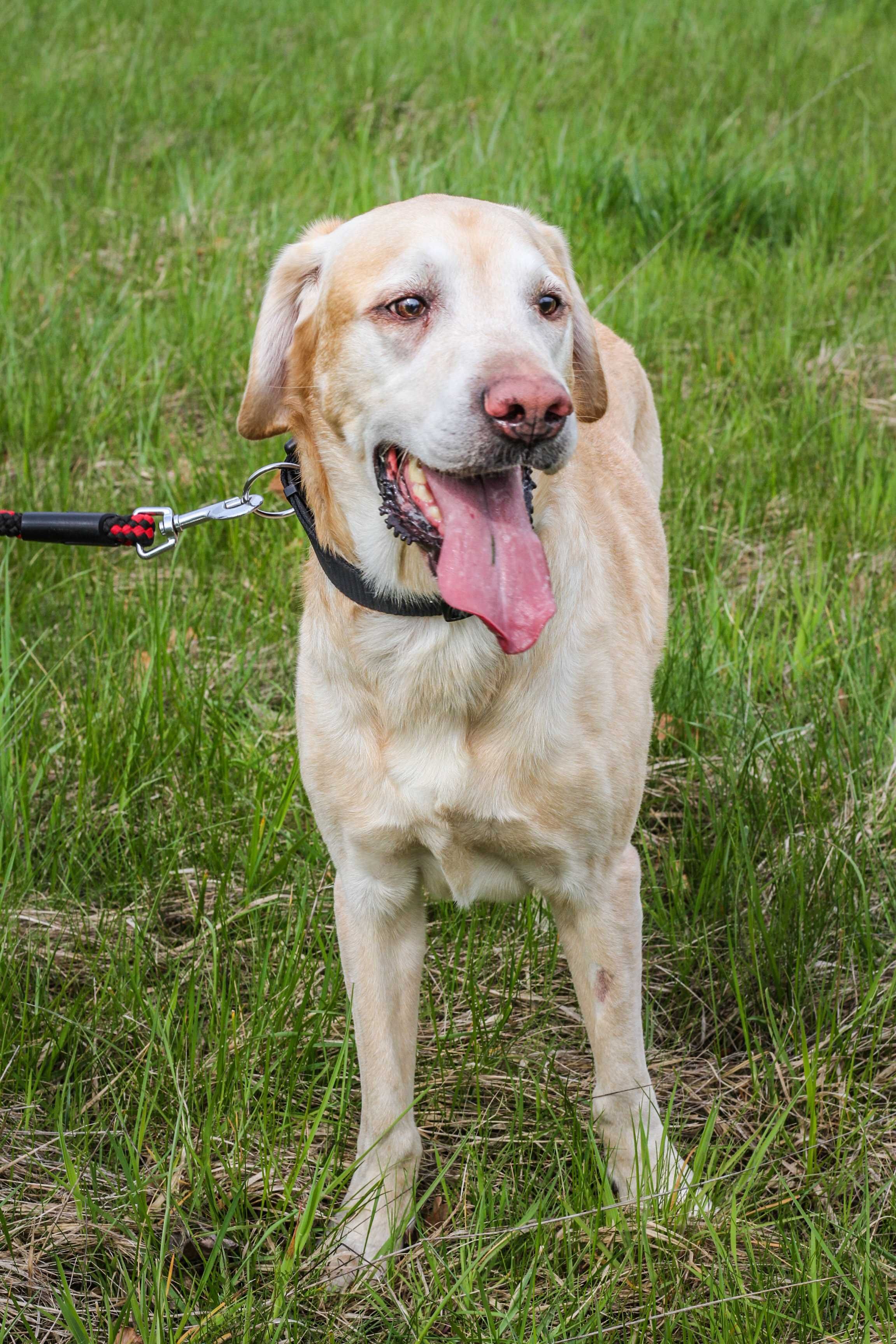 Dino - Piękny biszkoptowy Labrador