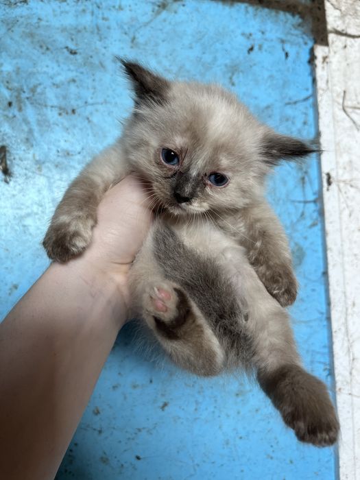 Котенята в хороші руки ! Риженьке , сірі , чорні  , біле ,