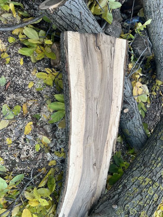 Серовина горіх є доставка кругляк