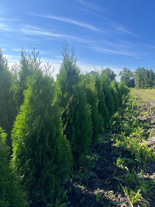 Promocja !!!  Tuje szmaragd z gruntu. Różne wysokości.  Piękne.