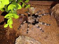 Ptasznik Nhandu Chromatus