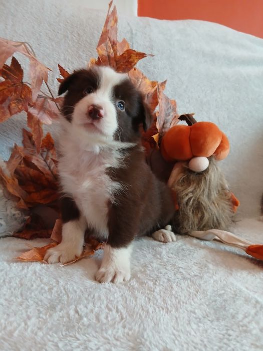 Border collie czekoladowo białe