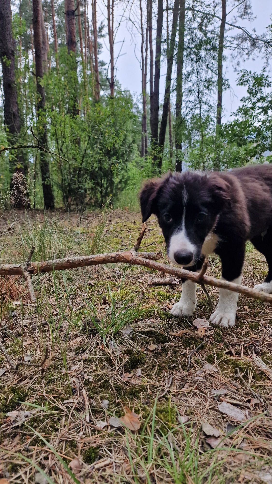 Border Collie piesek czarno biały