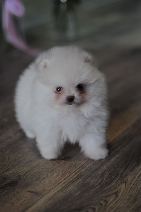 Шикарные VIP мишки