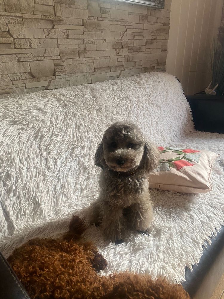 Pudel toy piesek czarny