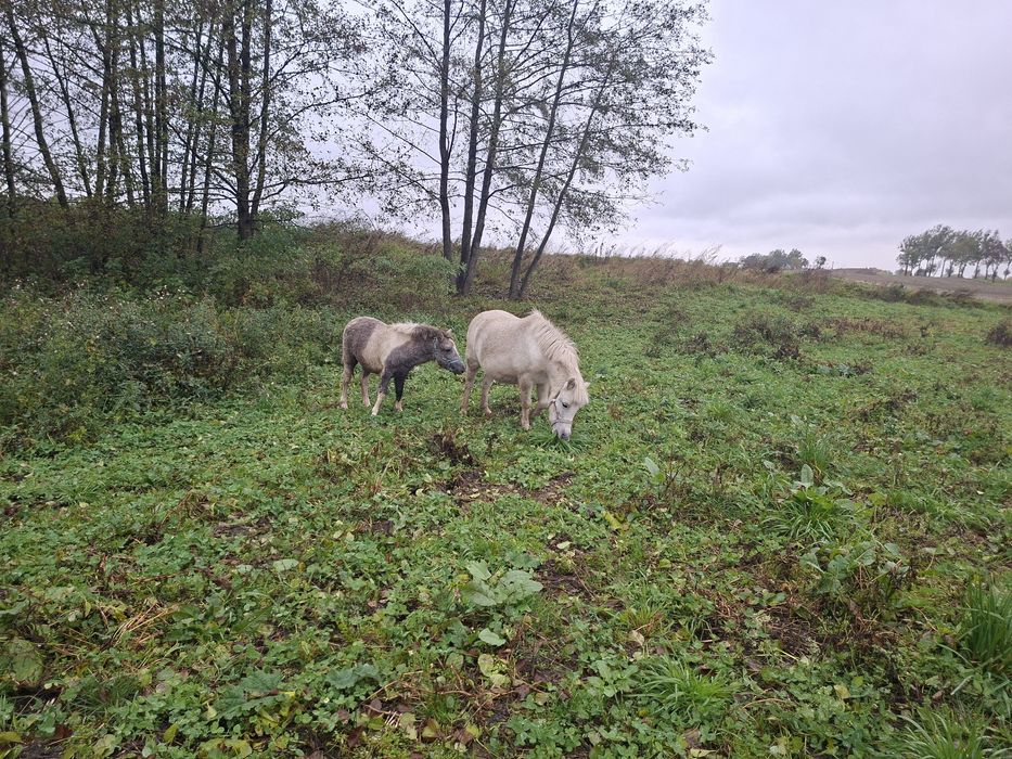 Kucyk klacz spokojna