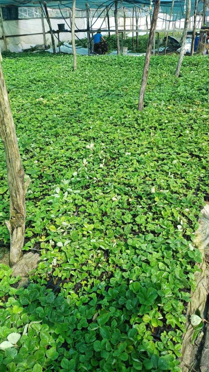 Саджанці полуниці в касеті Касетна розсада полуниці Саженцы клубники