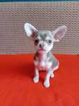 Suczka Chihuahua