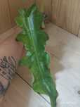 Philodendron Bob cee variegata