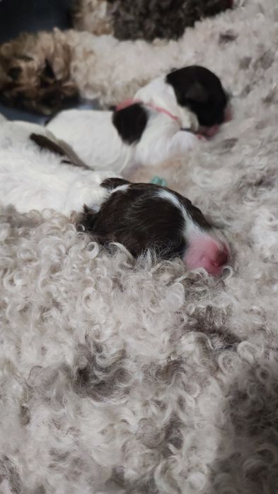 Lagotto Romagnolo FCI zapowiedź miotu