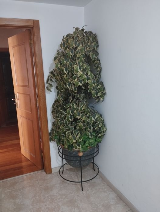 Planta Artificial Figo Chorão decoração