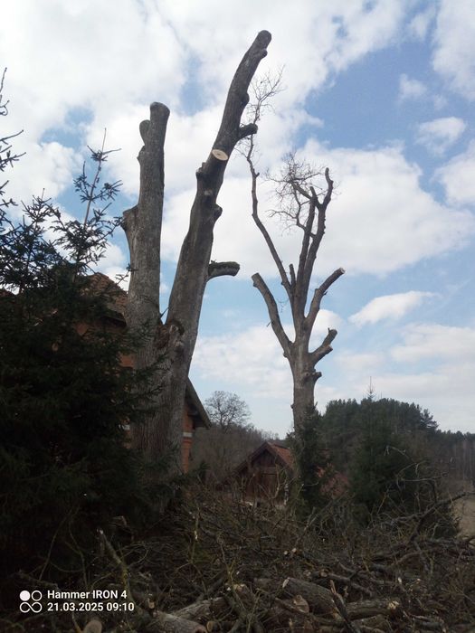 Wycinka drzew alpinistyczne przycinanie żywopłotu itp ..