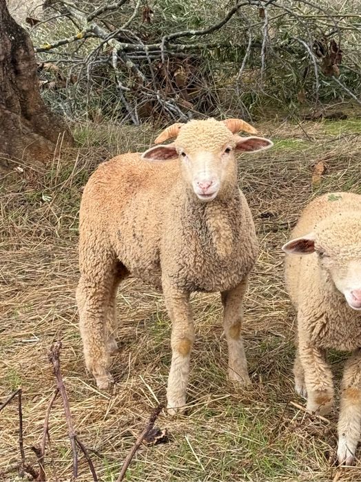Borrego Merino branco