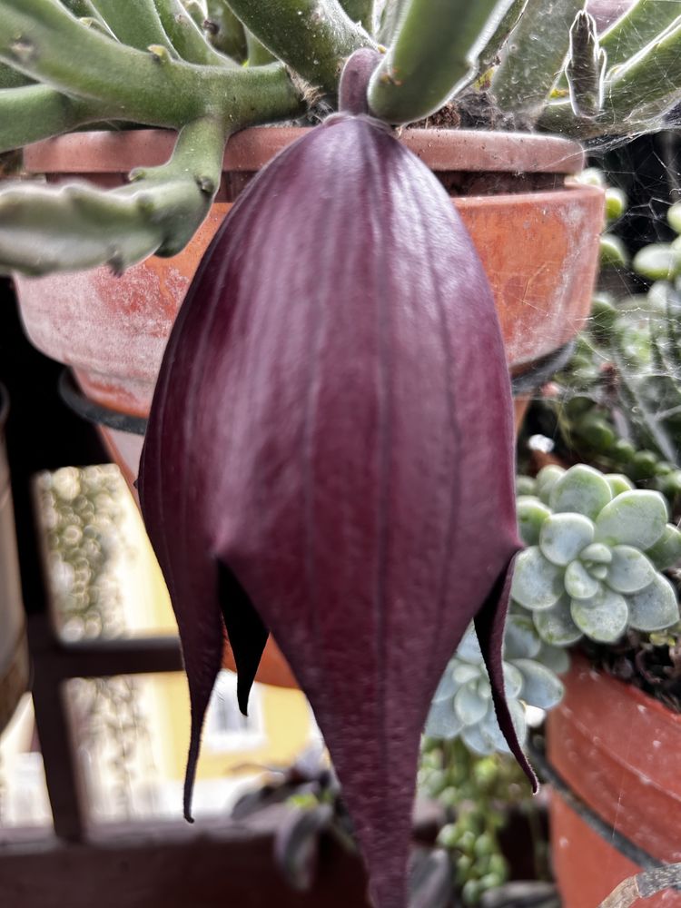 Stapelias variadas