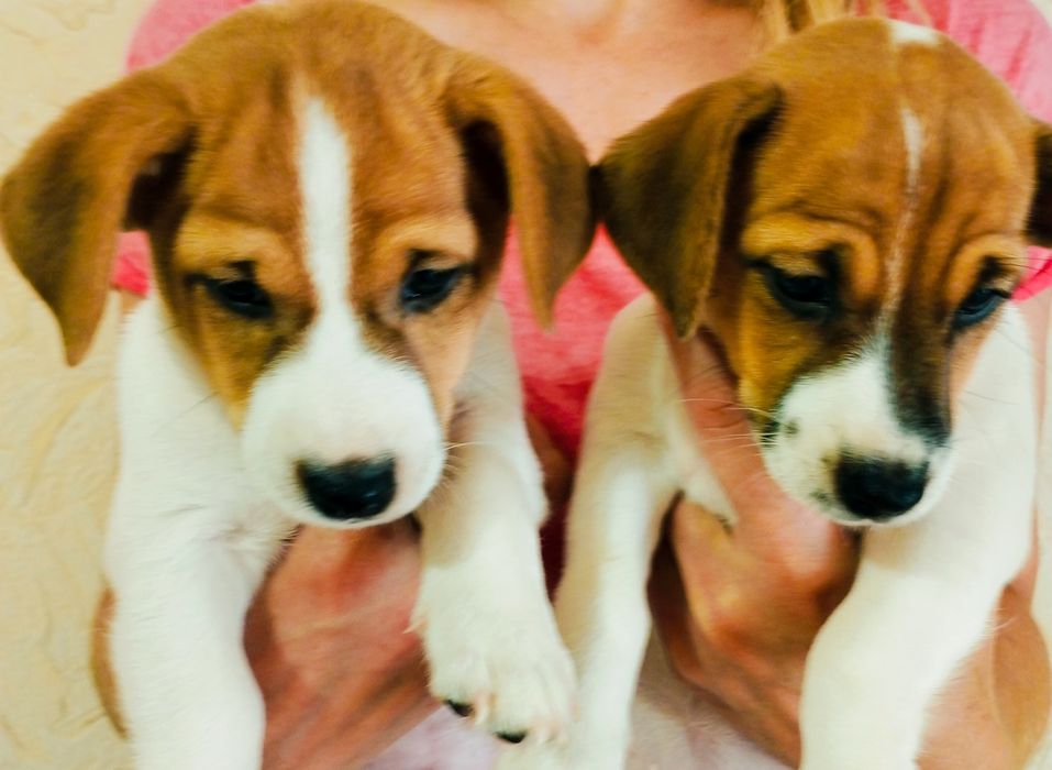 Кращі цуценята Джекі в Україні!