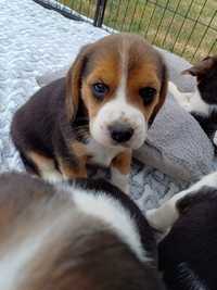 Suczka rasy Beagle