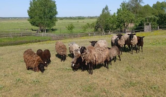 Продам вівці Романівська порода
