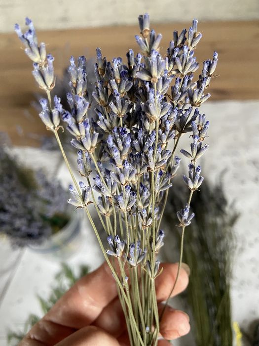 Лаванда,  букет лаванды, сухоцвет лаванда
