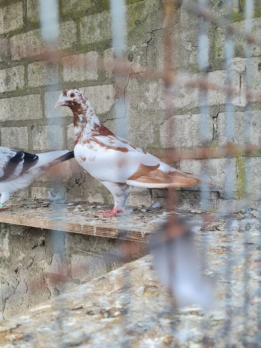 Młody mulemans i biale pocztowe