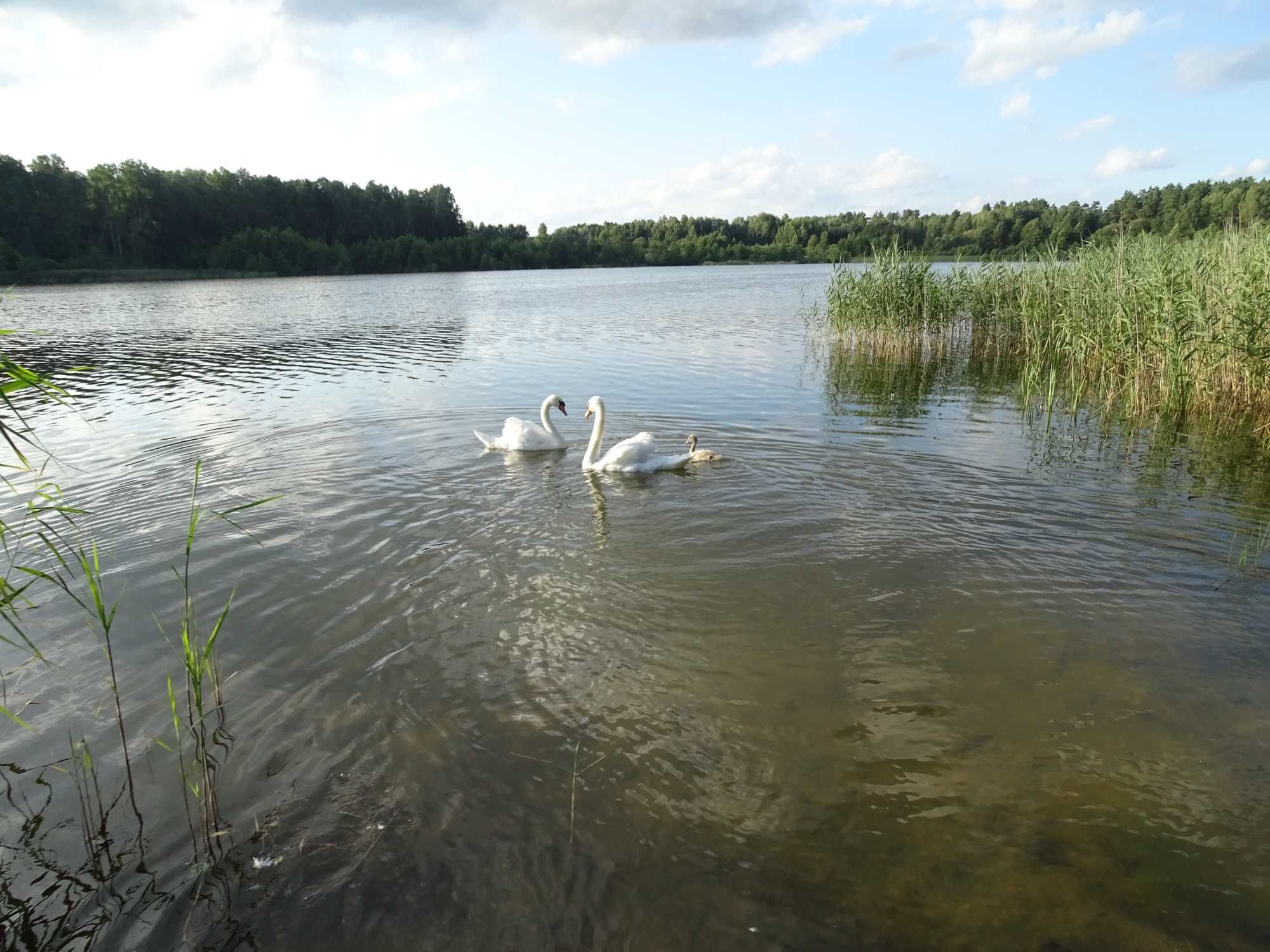 sprzedam działkę budowlaną 2100 m2, warmińsko-mazurskie