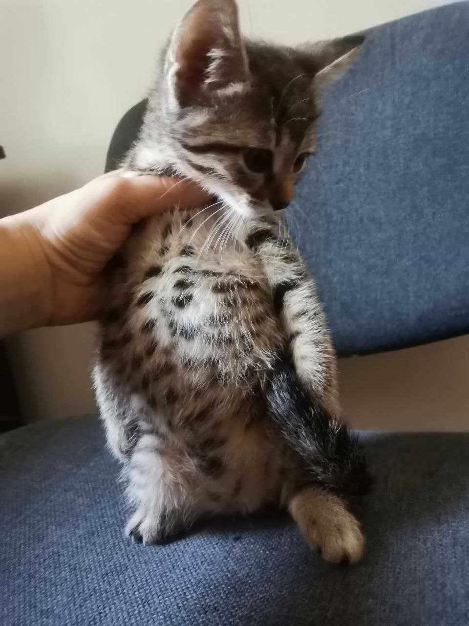 Кошенята безкоштовно