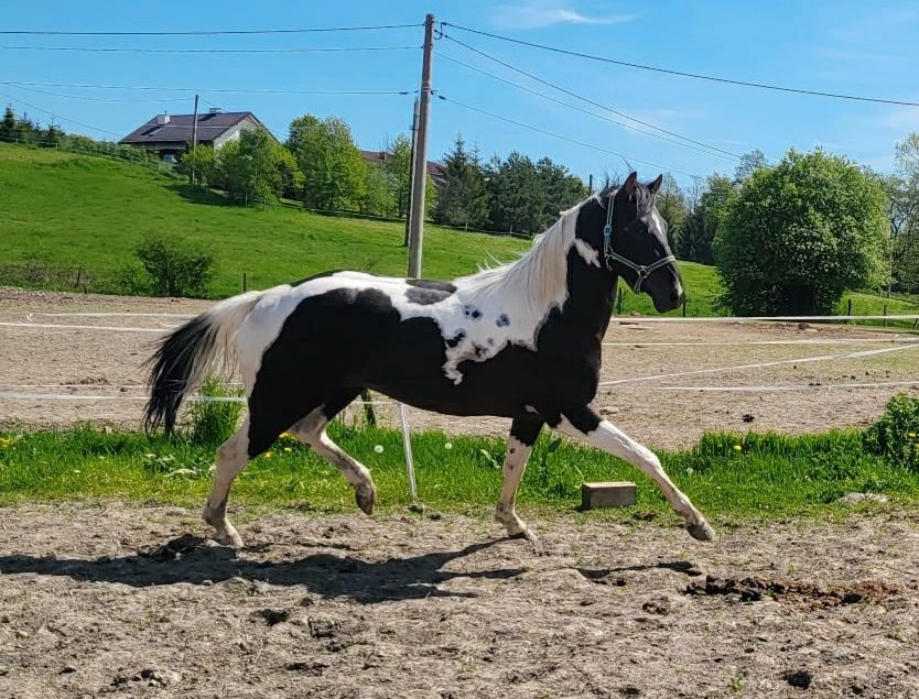 STANÓWKA Ogierem APH, AQH - homozygotyczny - Amerykańska Licencja APHA