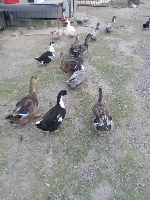 Kaczki staropolskie kolor sarni