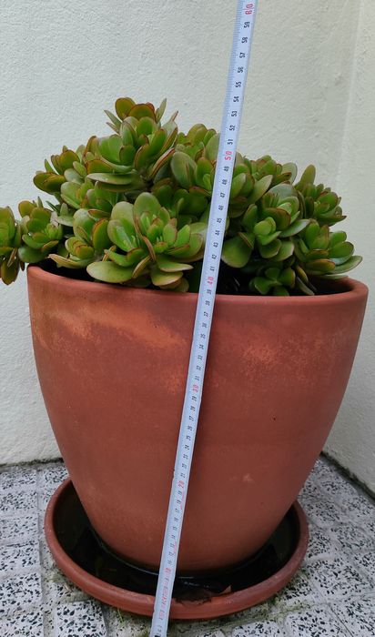 Planta suculentas 35cm com vaso 40cm