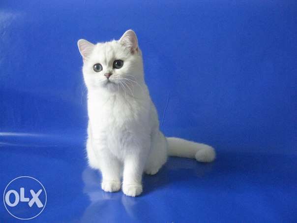 Британские котята Серебристая Шиншилла.