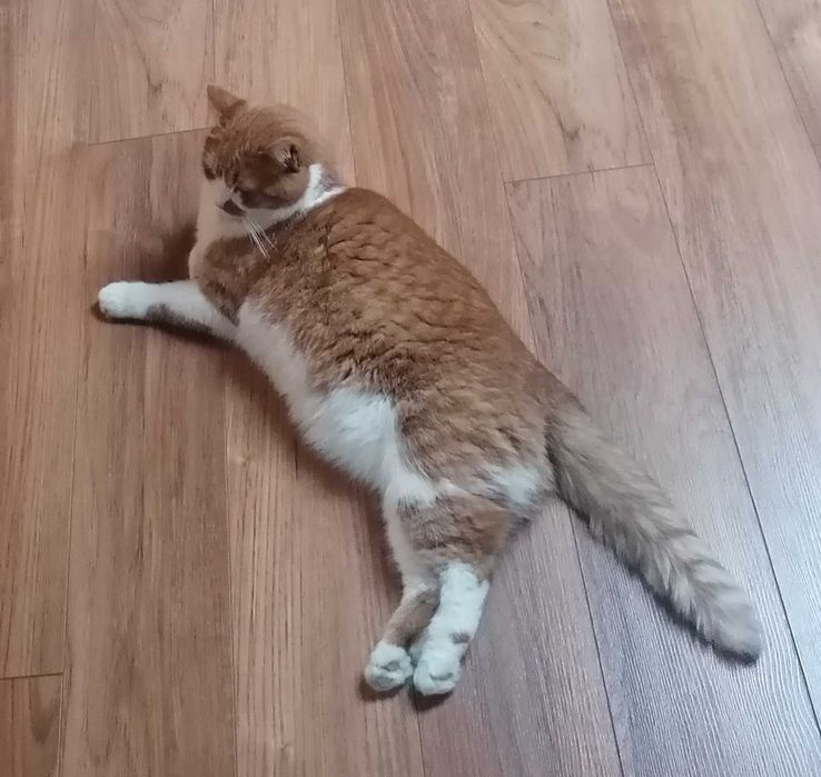 Zaginął rudo-biały kot/kocur w Krakowie