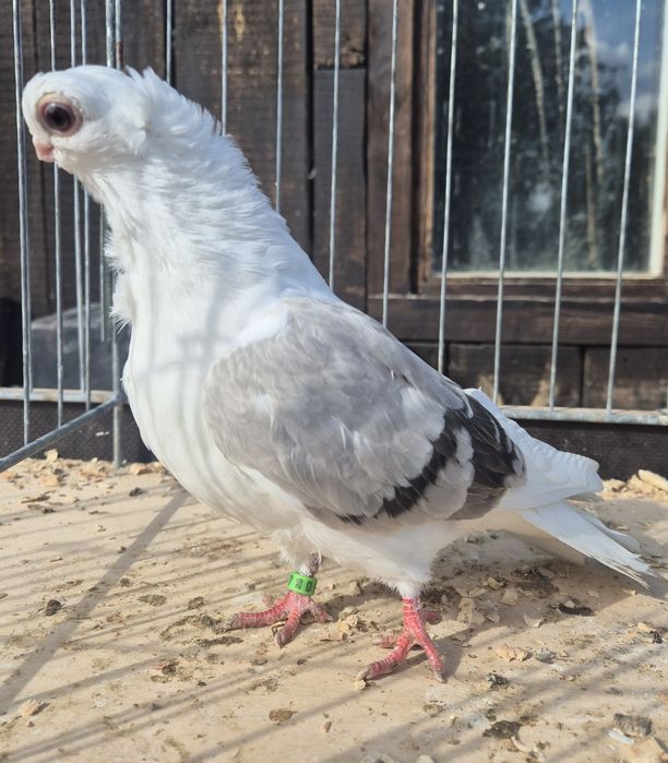 Mewka/ Mewki polskie