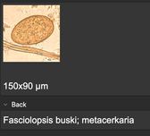 Fiszki PARAZYTOLOGIA (biologia) - zdjęcia, teoria, wymiary itd. (ŁAC.)