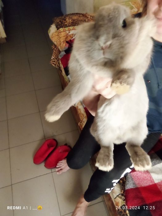 Продам Кролика декоративного милый и пушистый 6 месяцев не дорого цена