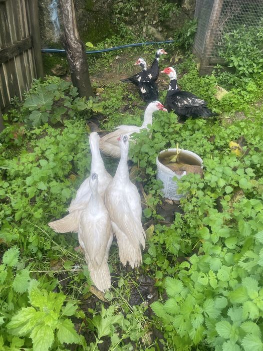 ——Patos mudos — ——