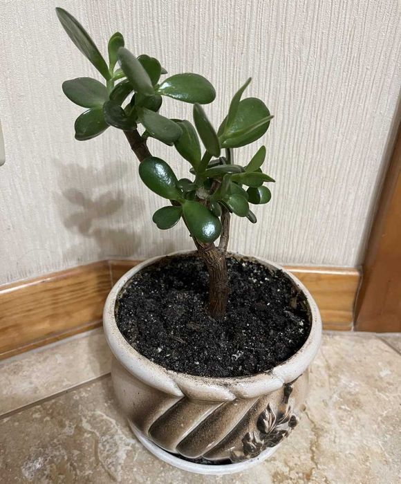 Красула "грошове дерево" товстянка