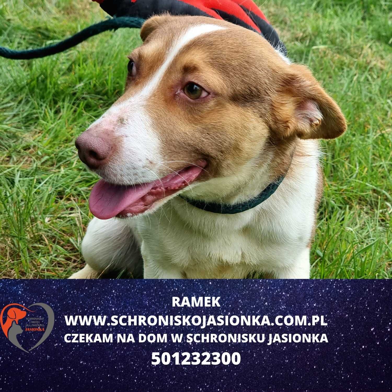 Ramek-do adopcji Schronisko Jasionka